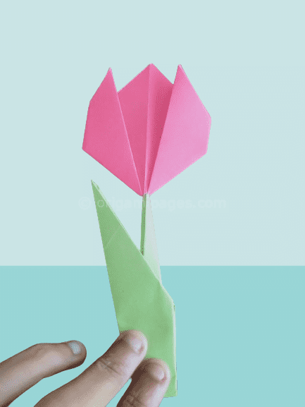 Origami Tulip Instructions – Easy To Follow Guide